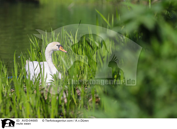 mute swan / AVD-04685