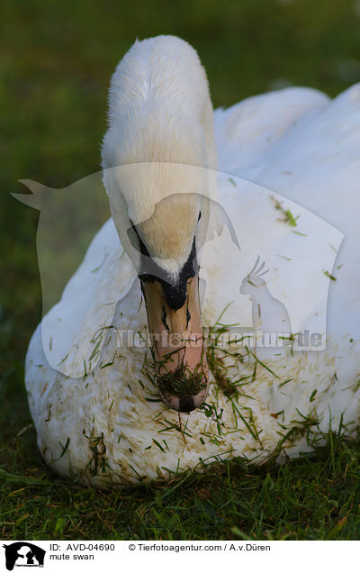 mute swan / AVD-04690