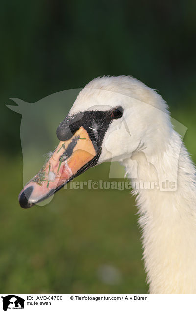 mute swan / AVD-04700