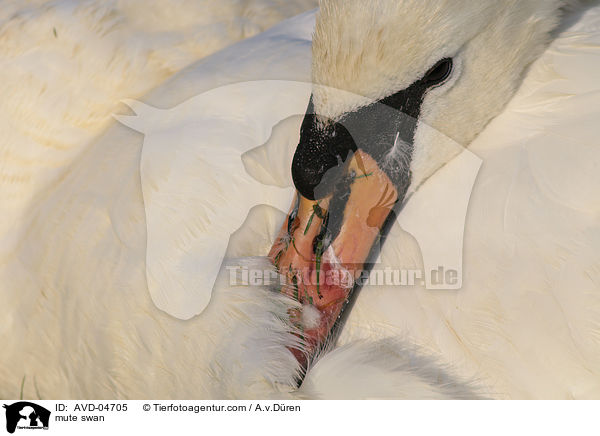 mute swan / AVD-04705