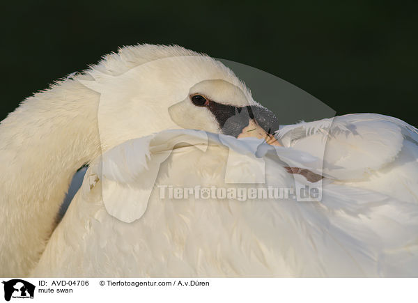 mute swan / AVD-04706