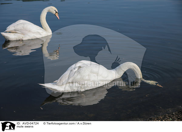 Hckerschwne / mute swans / AVD-04724