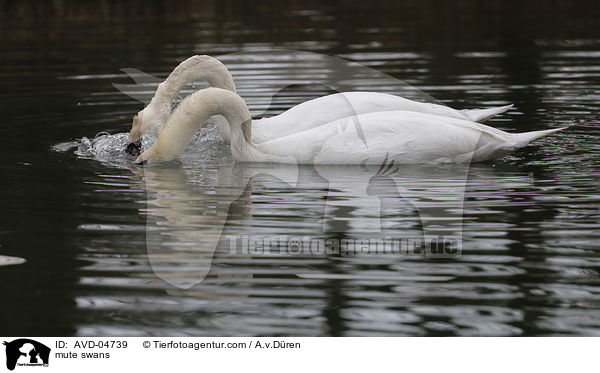 Hckerschwne / mute swans / AVD-04739