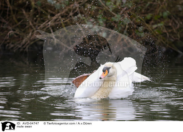 mute swan / AVD-04747