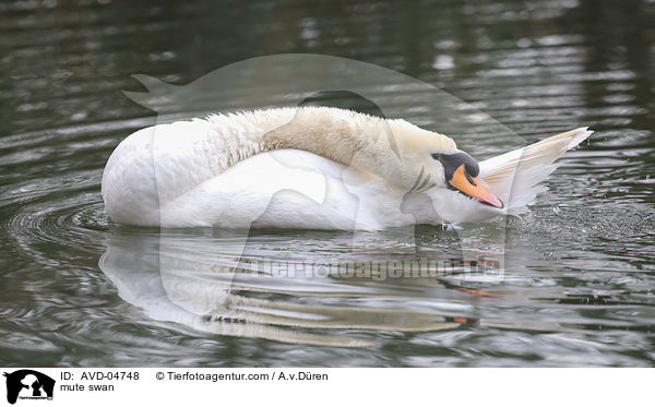 mute swan / AVD-04748