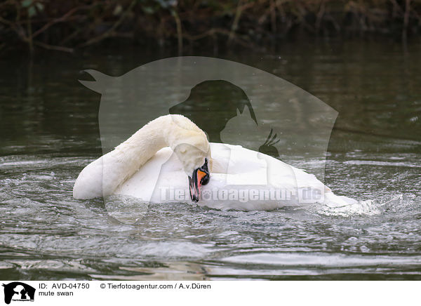 Hckerschwan / mute swan / AVD-04750