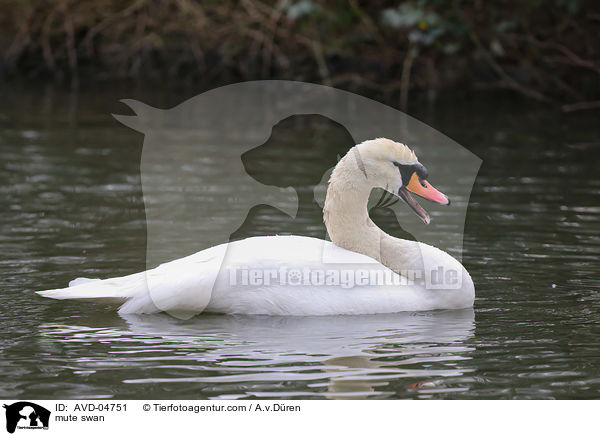 mute swan / AVD-04751