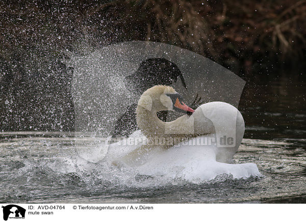 Hckerschwan / mute swan / AVD-04764