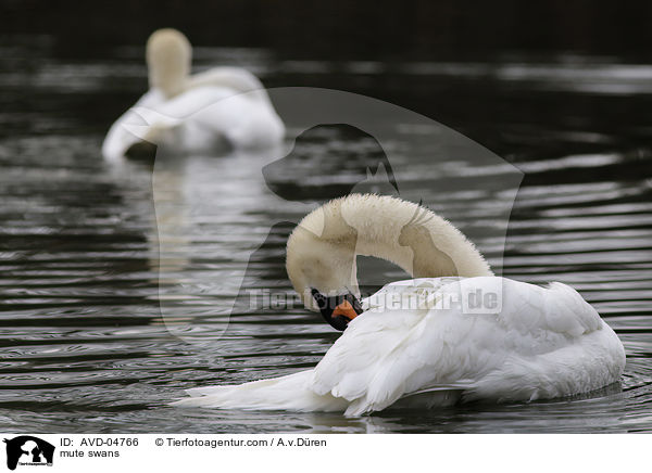 Hckerschwne / mute swans / AVD-04766