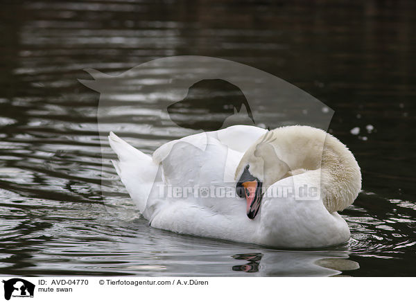 Hckerschwan / mute swan / AVD-04770