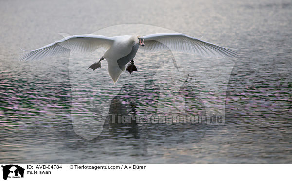 Hckerschwan / mute swan / AVD-04784