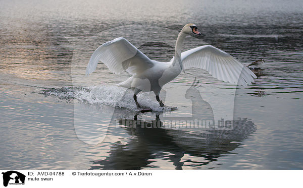 Hckerschwan / mute swan / AVD-04788