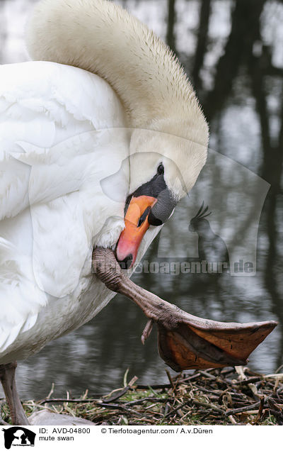 Hckerschwan / mute swan / AVD-04800