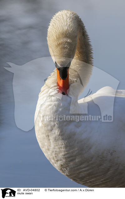 Hckerschwan / mute swan / AVD-04802