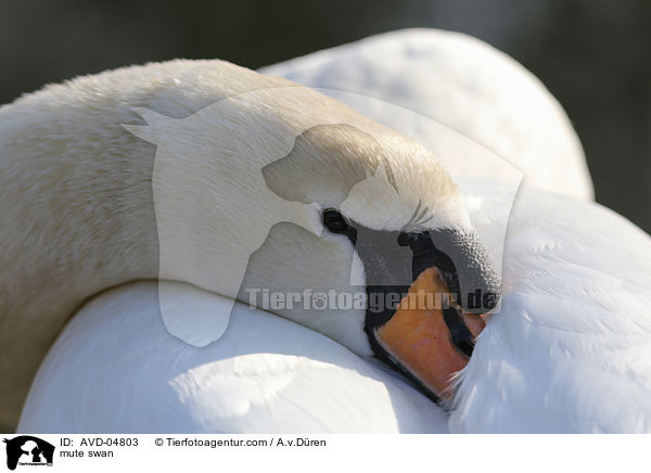 Hckerschwan / mute swan / AVD-04803