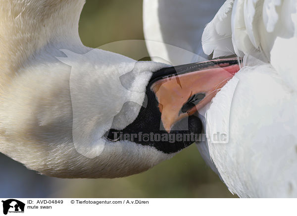 Hckerschwan / mute swan / AVD-04849