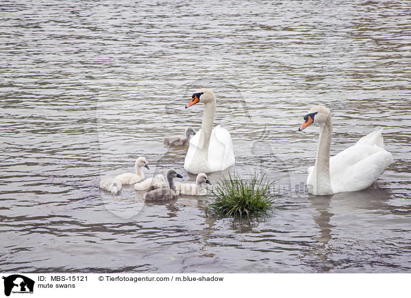 mute swans / MBS-15121