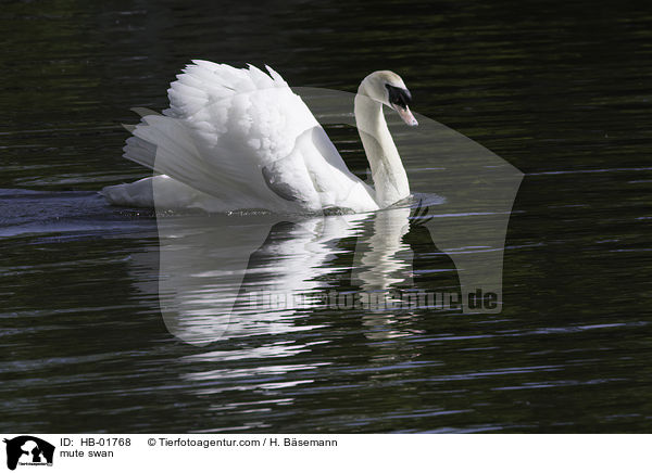 mute swan / HB-01768