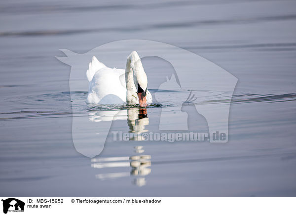 Hckerschwan / mute swan / MBS-15952