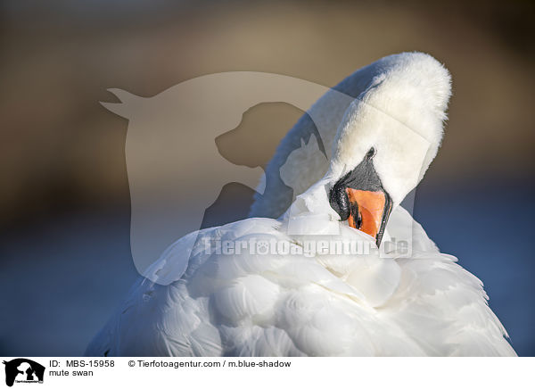 Hckerschwan / mute swan / MBS-15958