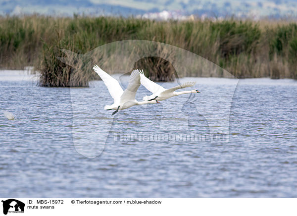 Hckerschwne / mute swans / MBS-15972