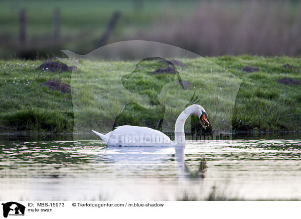 mute swan / MBS-15973