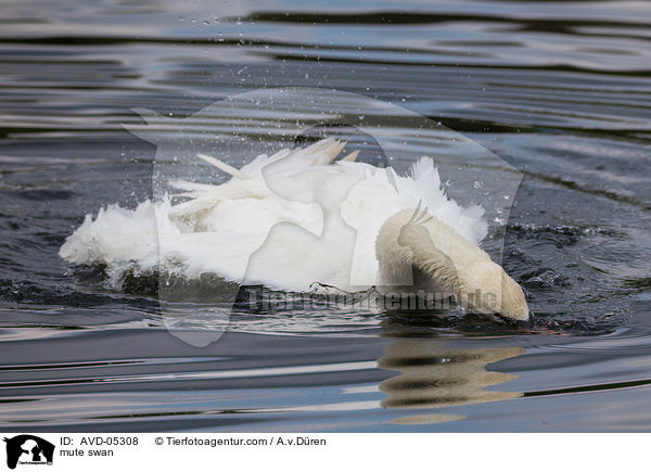 Hckerschwan / mute swan / AVD-05308