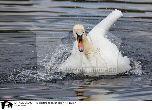 Hckerschwan / mute swan / AVD-05309