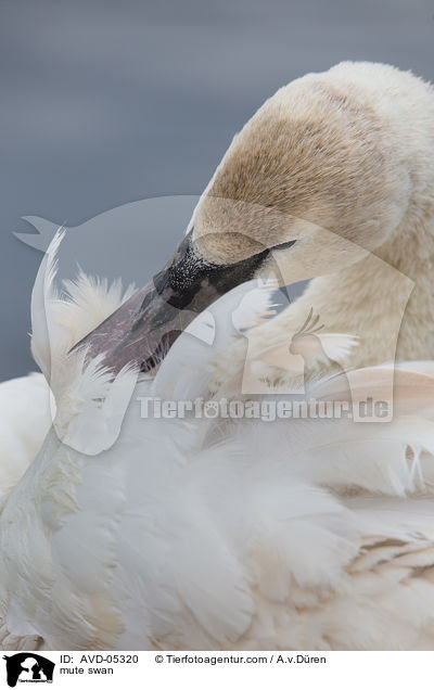 mute swan / AVD-05320