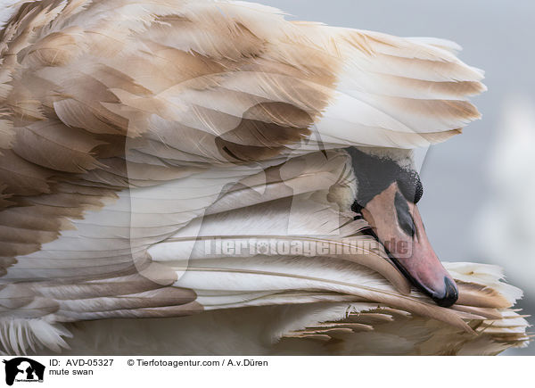 mute swan / AVD-05327