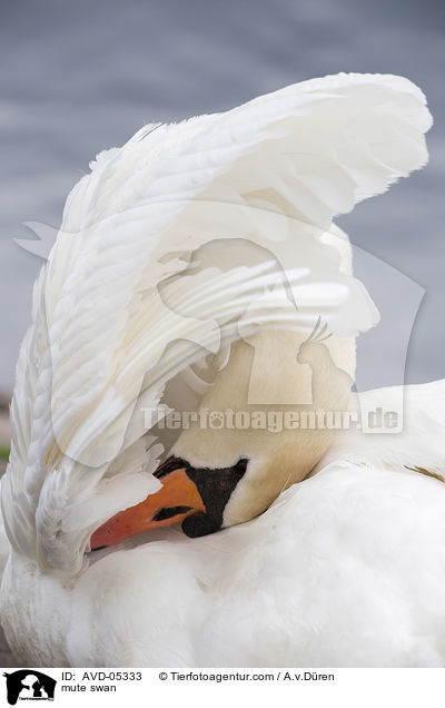 mute swan / AVD-05333