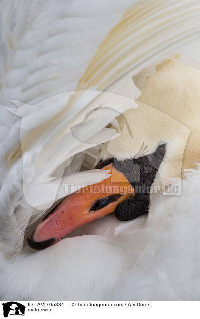 mute swan / AVD-05334