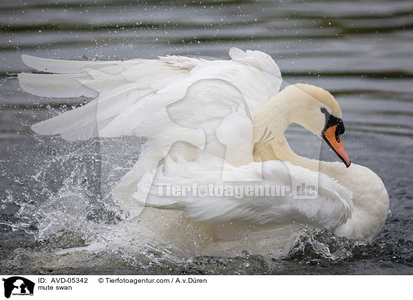 mute swan / AVD-05342