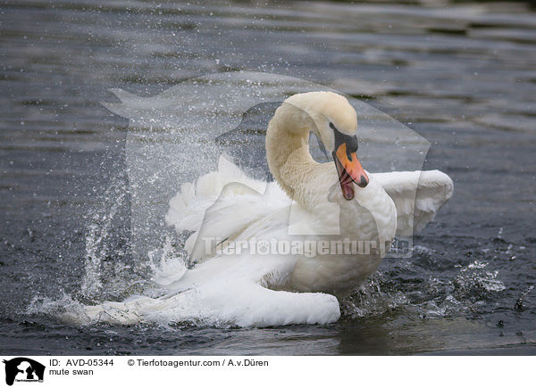 Hckerschwan / mute swan / AVD-05344