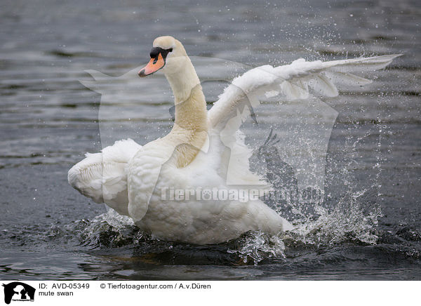 mute swan / AVD-05349