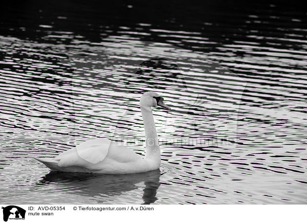 mute swan / AVD-05354