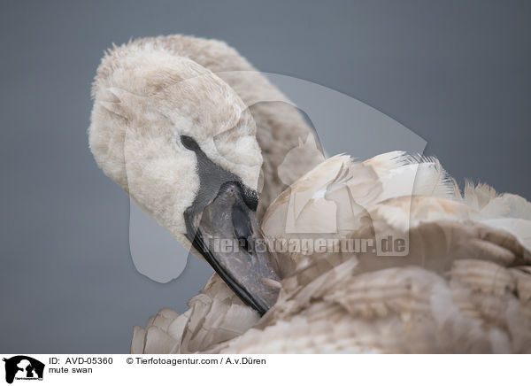 mute swan / AVD-05360