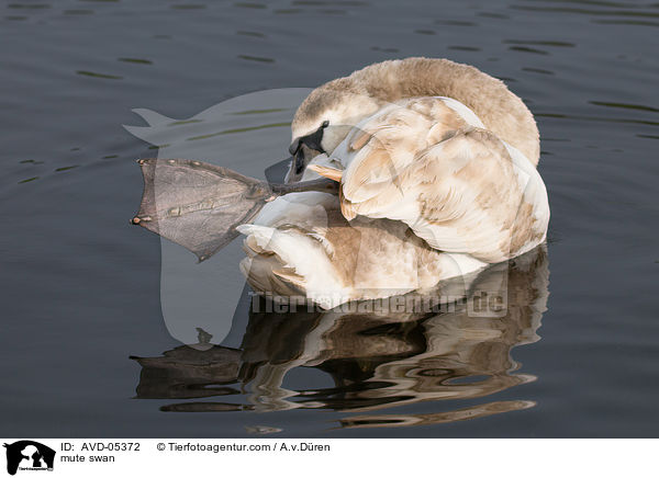 Hckerschwan / mute swan / AVD-05372