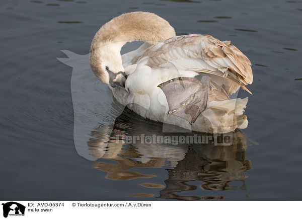 Hckerschwan / mute swan / AVD-05374