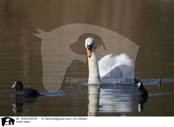 mute swan / AVD-05376