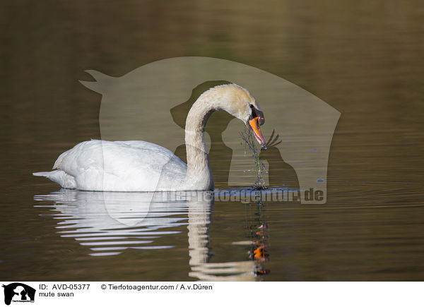 mute swan / AVD-05377