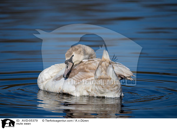 mute swan / AVD-05379