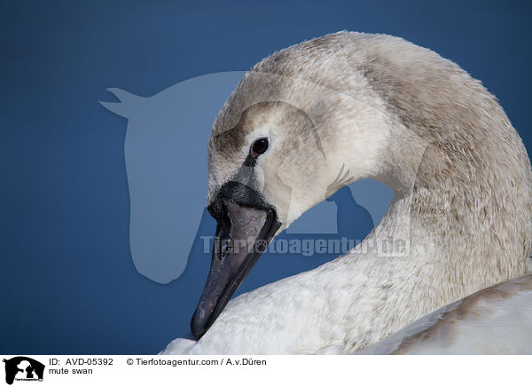 Hckerschwan / mute swan / AVD-05392