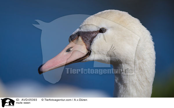 mute swan / AVD-05393