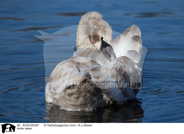 mute swan / AVD-05397