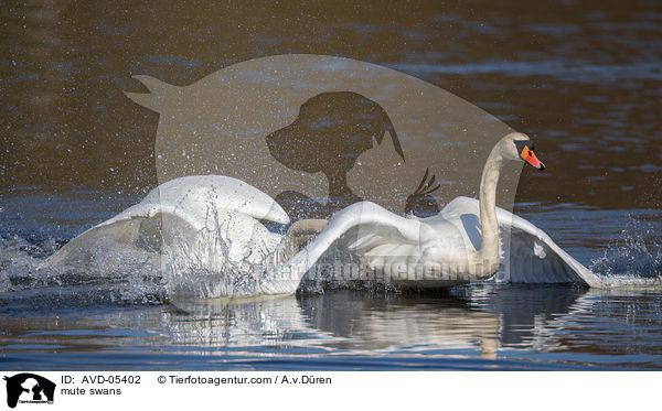 mute swans / AVD-05402