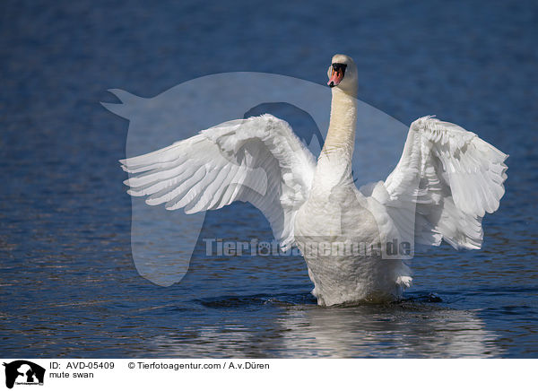 mute swan / AVD-05409