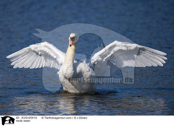 mute swan / AVD-05410