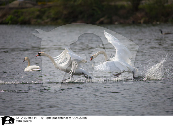 mute swans / AVD-05414