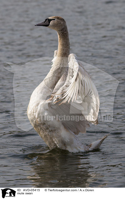 mute swan / AVD-05415